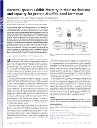 Bacterial Species Exhibit Diversity in Their Mechanisms and Capacity for Protein Disulfide Bond Formation