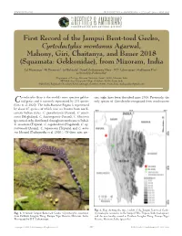 Cyrtodactylus Shared History of Treeboas (Corallus Grenadensis) and Montanus Humans on Grenada: Agarwal, a Hypothetical Excursion