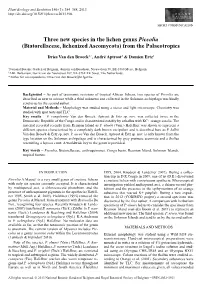 &lt;I&gt;Piccolia&lt;/I&gt; (Biatorellaceae, Lichenized