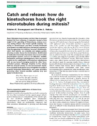 Catch and Release: How Do Kinetochores Hook the Right Microtubules During Mitosis?