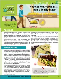 How Can We Save Bananas from a Deadly Disease?