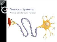 4-Nervous-System-Structure-PPT.Pdf