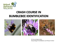 Crash Course in Bumblebee Identification