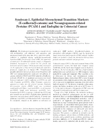 Syndecan-1, Epithelial-Mesenchymal Transition Markers (E-Cadherin/Β-Catenin) and Neoangiogenesis-Related Proteins (PCAM-1 and Endoglin) in Colorectal Cancer