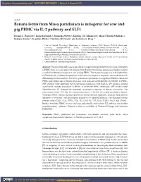 Banana Lectin from Musa Paradisiaca Is Mitogenic for Cow and Pig PBMC Via IL-2 Pathway and ELF1