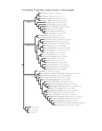 Passerellidae Species Tree