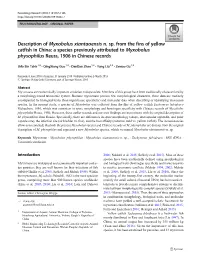 Description of Myxobolus Xiantaoensis N. Sp. from the Fins of Yellow Catfish in China: a Species Previously Attributed to Myxobo