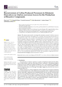 Bioconversion of Callus-Produced Precursors to Silymarin Derivatives in Silybum Marianum Leaves for the Production of Bioactive Compounds