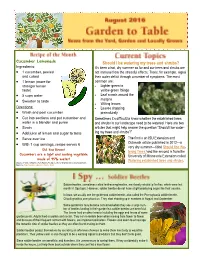 Should I Be Watering My Trees and Shrubs?