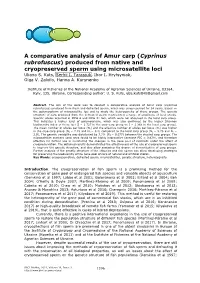 Cyprinus Rubrofuscus) Produced from Native and Cryopreserved Sperm Using Microsatellite Loci Uliana S