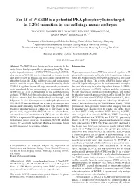 Ser 15 of WEE1B Is a Potential PKA Phosphorylation Target in G2/M Transition in One-Cell Stage Mouse Embryos