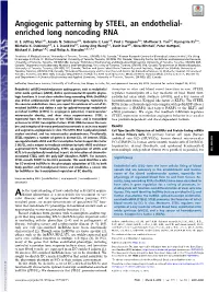 Angiogenic Patterning by STEEL, an Endothelial-Enriched Long
