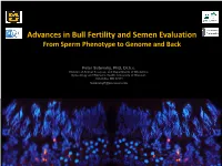 Advances in Bull Fertility and Semen Evaluation from Sperm Phenotype to Genome and Back