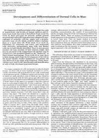 Development and Differentiation of Dermal Cells in Man