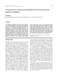 The Gene Tinman Is Required for Specification of the Heart And