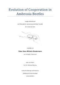 Evolution of Cooperation in Ambrosia Beetles
