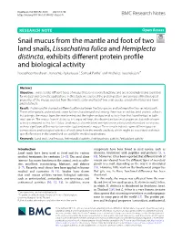 Snail Mucus from the Mantle and Foot of Two Land