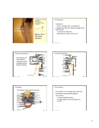 Bones, Part 1: the Axial Skeleton
