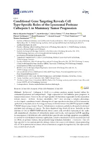 Conditional Gene Targeting Reveals Cell Type-Specific Roles of the Lysosomal Protease Cathepsin L in Mammary Tumor Progression