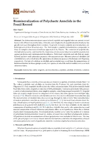 Biomineralization of Polychaete Annelids in the Fossil Record