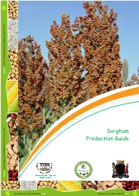 Sorghum Edited.Cdr