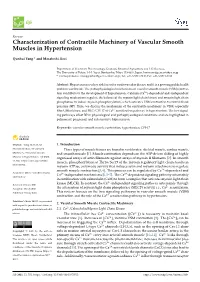 Characterization of Contractile Machinery of Vascular Smooth Muscles in Hypertension