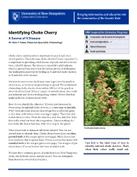Identifying Choke Cherry a Source of X Disease  Dr