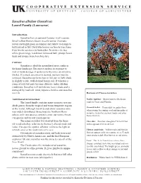 Sassafras Albidum.Indd