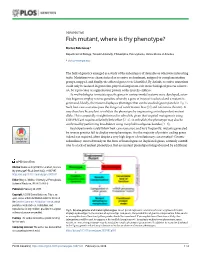 Fish Mutant, Where Is Thy Phenotype?