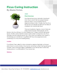 Ficus Caring Instruction by Abana Homes