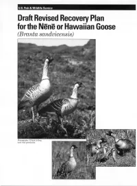 Draft Revised Recovery Plan for the N'n' Or Hawaiian Goose