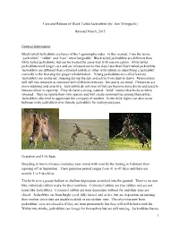 Jack Rabbits[1]