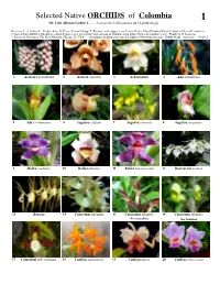 Selected Native ORCHIDS of Colombia 1 Dr