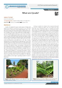 What Are Cycads?