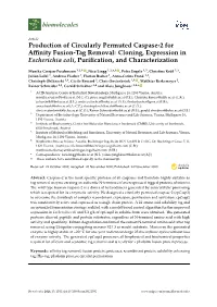 Production of Circularly Permuted Caspase-2 for Affinity Fusion-Tag