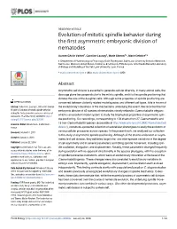 Evolution of Mitotic Spindle Behavior During the First Asymmetric Embryonic Division of Nematodes
