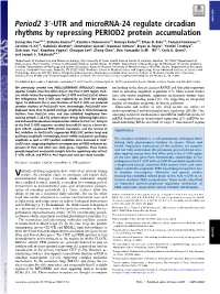 UTR and Microrna-24 Regulate Circadian Rhythms By