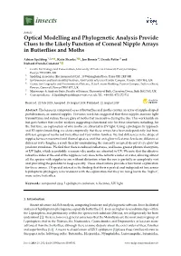 Optical Modelling and Phylogenetic Analysis Provide Clues to the Likely Function of Corneal Nipple Arrays in Butterﬂies and Moths