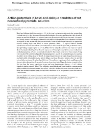 Action Potentials in Basal and Oblique Dendrites of Rat Neocortical Pyramidal Neurons Srdjan D