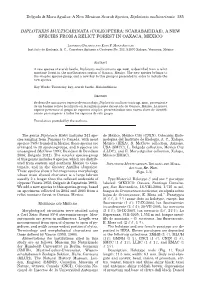 Diplotaxis Multicarinata 285