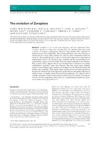 The Evolution of Zoraptera