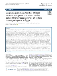 Morphological Characteristics of Local Entomopathogenic Protozoan