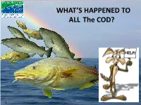 Muscongus Bay Cod