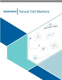 Neural Cell Markers Neural Cell Markers