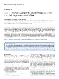 Loss of Synaptic Tagging in the Anterior Cingulate Cortex After Tail Amputation in Adult Mice