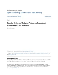 Circadian Rhythms of the Spider Pholcus Phalangeoides in Activity Monitors and Web Boxes