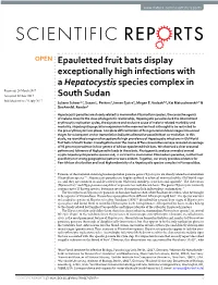Epauletted Fruit Bats Display Exceptionally High