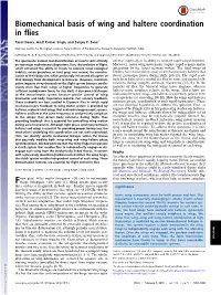 Biomechanical Basis of Wing and Haltere Coordination in Flies
