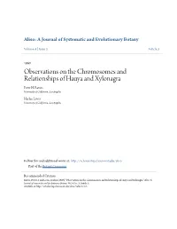 Observations on the Chromosomes and Relationships of Hauya and Xylonagra Peter H
