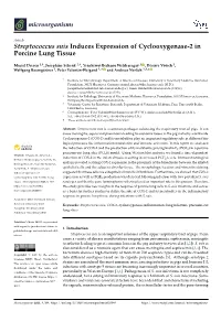 Streptococcus Suis Induces Expression of Cyclooxygenase-2 in Porcine Lung Tissue